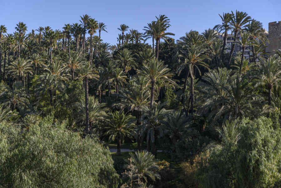 Alicante - Elche 55 - palmeral.jpg